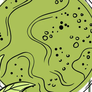 LeanBiome Sphaeranthus Indicus and Garcinia Mangostana